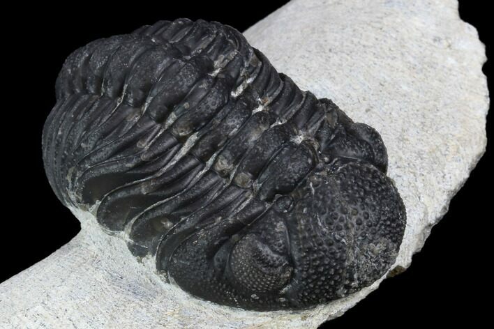Morocops Trilobite - Visible Eye Facets #120081